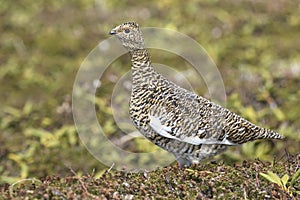 female Rock ptarmigan in summer plumage n background summer tundra