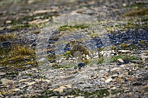 Female Rock Ptarmigan in Svalbard photo