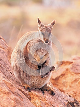 Female Rock Wallaby, Petrogale, with a cub watching out on a rocky outcrop in the outback