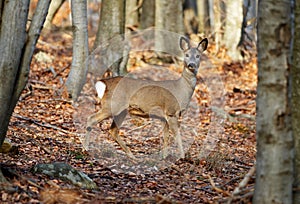 Female roe deer