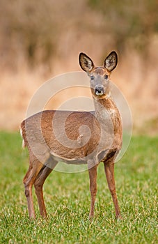 Female roe deer