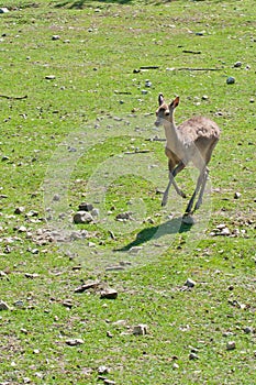 Female roe deer