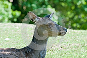 Female roe deer