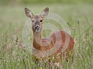 Female Roe Deer Capreolus capreolus with ears pricked up