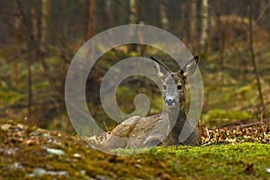 A female Roe Deer, Capreolus capreolus lies in rest an early morning.