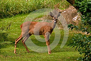 A female Roe Deer, Capreolus capreolus standing standing in a field looking at the camera