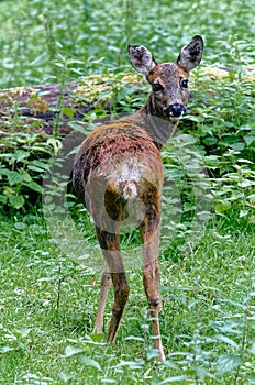 Weibliches Reh im Wald Female roe deer in the forest