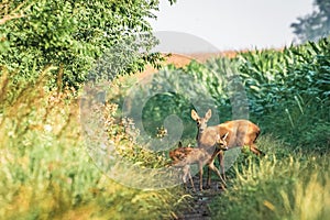 Female roe deer and her two little fawn.