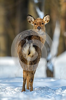 Female Roe deer portrait in the winter forest. Animal in natural habitat