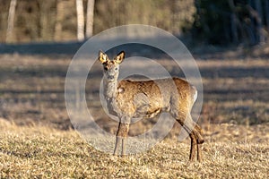 Female roe deer standing in sunlight looking at the camera
