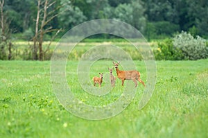 Female roe deer with two cubs standing in a field