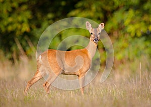 Female Roe deer.