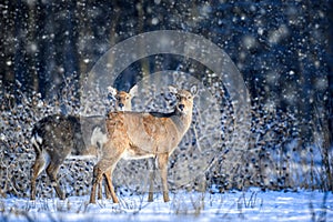 Female Roe deer in the winter forest. Animal in natural habitat