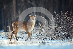 Female Roe deer in the winter forest. Animal in natural habitat