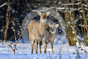 Female Roe deer in the winter forest. Animal in natural habitat