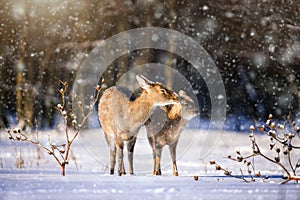 Female Roe deer in the winter forest. Animal in natural habitat