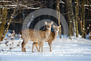 Female roe deer in the winter forest. Animal in natural habitat