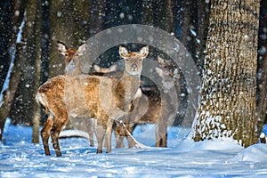 Female Roe deer in the winter forest. Animal in natural habitat