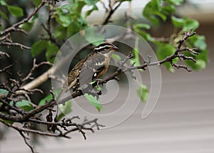 Female rose-breasted Grosbeak