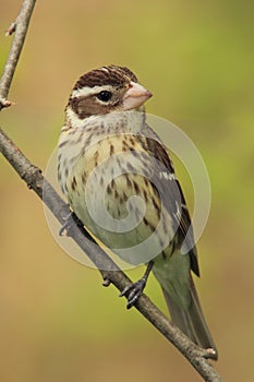 Female Rose-breasted Grosbeak