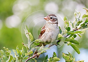 Female Rose-breasted Grosbeak