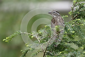 Female Rose-breasted Grosbeak