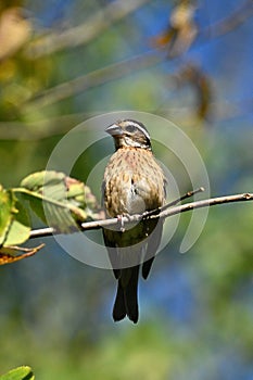 Female Rose breasted Grosbeak bird perched on a branch