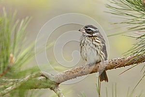 Female Rose-breasted Grosbeak Perched on a Pine Branch