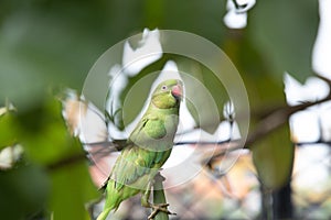 Female Rose Ringed Parakeet or Green Parrot feasting on a maize plant in the garden