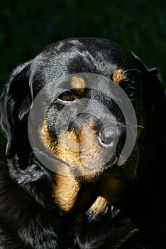 Female Rottweiler