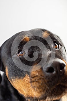 A female rottweiler breed dog posing on a white background