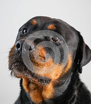 A female rottweiler breed dog posing on a white background