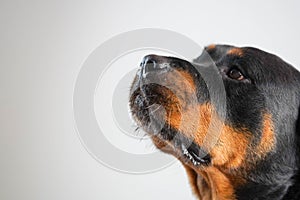 A female rottweiler breed dog posing on a white background