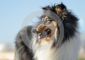 Female Rough Collie Dog