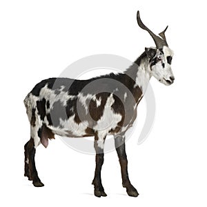Female Rove goat, 3 years old