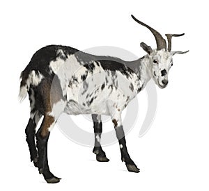 Female Rove goat, 3 years old