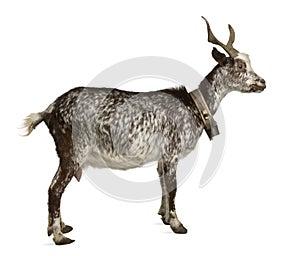 Female Rove goat, 3 years old