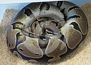 Female royal / ball python
