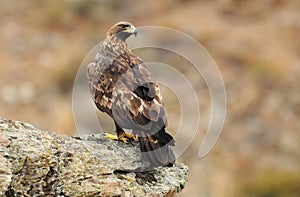 Female royal eagle watches from the rock photo