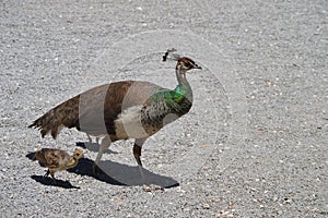 Female royal peahen with peachick photo