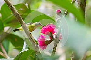 The female ruby cheeked sunbird