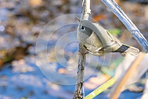 Female Ruby-Crowned Kinglet Perched on a Twig and Photographed From Above