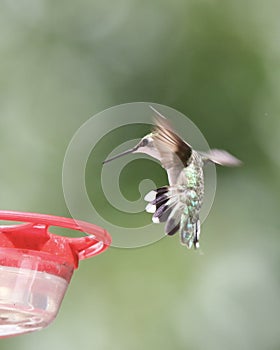 Female Ruby Throated Hummingbird Approaching a Feeder in Summer
