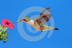 Female Ruby-throated Hummingbird (archilochus)