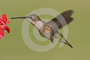Female Ruby-throated Hummingbird (archilochus colubris)