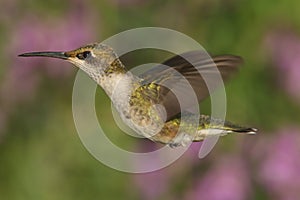 Female Ruby-throated Hummingbird (archilochus colubris)