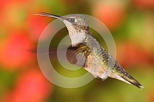 Female Ruby-throated Hummingbird (archilochus colubris)