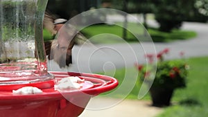 Female Ruby Throated Hummingbird, Archilochus colubris, eating at a red bird feeder. Gorgeous clip with soft blurred background