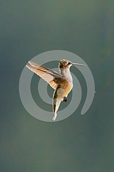 A female Ruby-throated hummingbird, Archilochus colubris, hovering