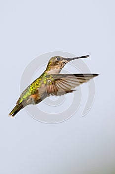 Female Ruby-throated hummingbird, Archilochus colubris, hovering near food source with her beak full of nectar